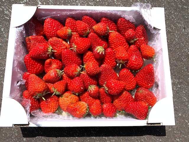 加工用きぼうのいちご・A HOpe Strawberry（品種　紅ほっぺ）約1kg