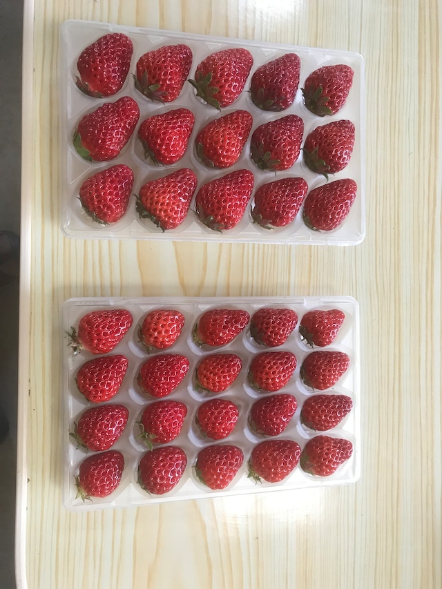 美岳小屋 / きぼうのいちご・A HOpe Strawberry （品種 紅ほっぺ） 配送用パック２パックセット